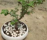 بنسای خرفه تنه دار گلدان سرامیکی با کیفیت و پر ریشه