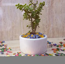 بنسای خرفه تنه دار گلدان سرامیکی با کیفیت و پر ریشه