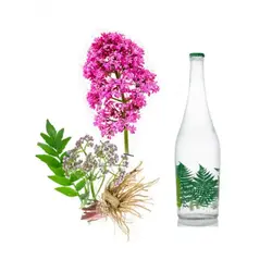 عرق سنبل الطیب