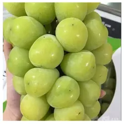 نهال انگور موسکات ژاپنی