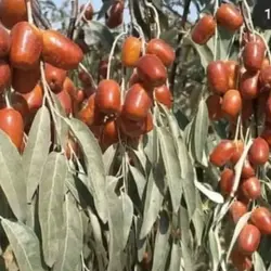 نهال اصلاح شده سنجد در نهالستان تخصصی ساقه طلا