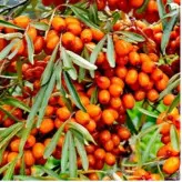نهال اصلاح شده سنجد در نهالستان تخصصی ساقه طلا