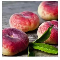 نهال پیوندی هلو انجیری زعفرانی دو ساله