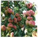 نهال پیوندی هلو انجیری زعفرانی دو ساله