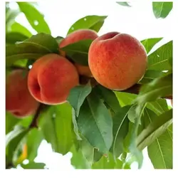 نهال هلو آلبرتا پیش رس پیوندی دو ساله