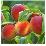 نهال هلو آلبرتا پیش رس پیوندی دو ساله