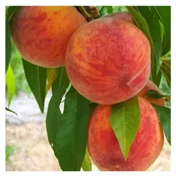 نهال پیوندی هلو آلبرتا دیررس دوساله