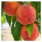 نهال پیوندی هلو آلبرتا دیررس دوساله