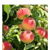 نهال پیوندی هلو آلبرتا دیررس دوساله