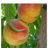 نهال پیوندی هلو آلبرتا دیررس دوساله