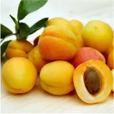 نهال پیوندی زردآلو انبه ای در نهالستان ساقه طلا.ارسال پس کرایه.حداقل ارسال 4عدد