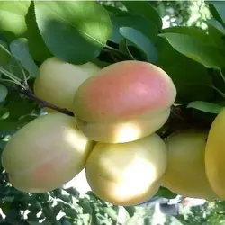 نهال زردآلو عسگری پیوندی دو ساله در نهالستان ساقه طلا (حداقل ارسال 4 عدد)