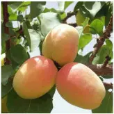 نهال زردآلو عسگری پیوندی دو ساله در نهالستان ساقه طلا (حداقل ارسال 4 عدد)