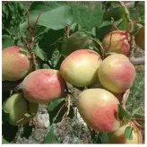 نهال زردآلو عسگری پیوندی دو ساله در نهالستان ساقه طلا (حداقل ارسال 4 عدد)