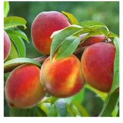 نهال پیوندی هلو جوادی