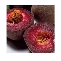 نهال هلو خونی پیوندی دو ساله