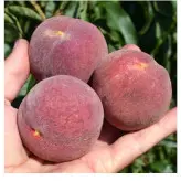 نهال هلو خونی پیوندی دو ساله