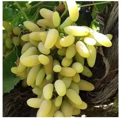 نهال انگور ریش بابا( حداقل ارسال 4 عدد)