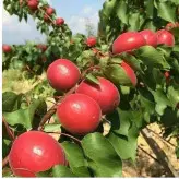 نهال زردآلو قرمز پیوندی دوساله موجود در نهالستان ساقه طلا(حداقل ارسال 4 عدد)