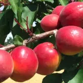 نهال زردآلو قرمز پیوندی دوساله موجود در نهالستان ساقه طلا(حداقل ارسال 4 عدد)