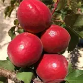 نهال زردآلو قرمز پیوندی دوساله موجود در نهالستان ساقه طلا(حداقل ارسال 4 عدد)