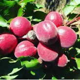 نهال زردآلو قرمز پیوندی دوساله موجود در نهالستان ساقه طلا(حداقل ارسال 4 عدد)