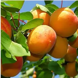 نهال پیوندی زردآلو نصیری در نهالستان ساقه طلا(حداقل ارسال سال 4 عدد)