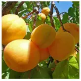 نهال پیوندی زردآلو نصیری در نهالستان ساقه طلا(حداقل ارسال سال 4 عدد)