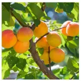 نهال پیوندی زردآلو نصیری در نهالستان ساقه طلا(حداقل ارسال سال 4 عدد)