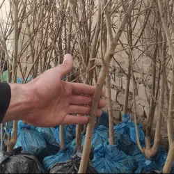 نهال هلو زعفرانی پیوندی موجود درنهالستان ساقه طلا(حداقل ارسال 4 عدد)