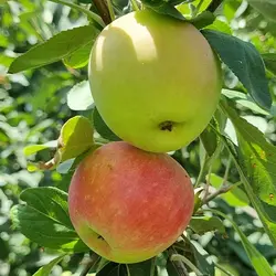 نهال سیب گلاب