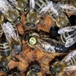 ملکه لاین کارنیکا سری A با کندوچه۵قابی