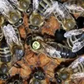 ملکه لاین کارنیکا سری A با کندوچه۵قابی