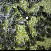 ملکه لاین کارنیکا سری A با کندوچه۵قابی