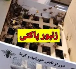 فروش کلونی پاکتی مخصوص مناطق شهری بدون نیش زدن