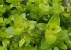 باکوپا درشت (خرفه ای) Bacopa SP