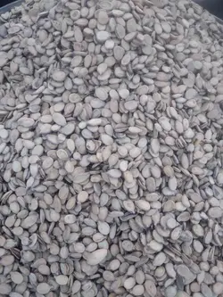 تخمه کلاله خام ممتاز