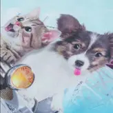 تی شرت دخترانه اچ اند ام طرح سگ و گربه(کات لیبل)