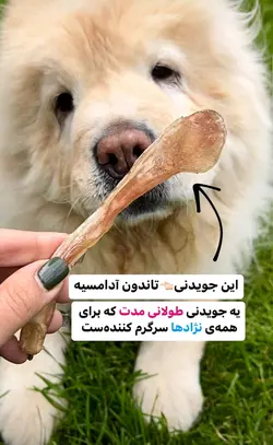 تشویقی سگ تاندون ادامسی