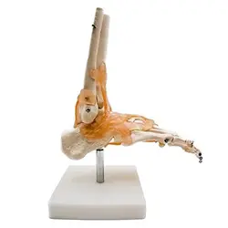 بازی آموزشی مدل مولاژ پای انسان با نمایش لیگامان