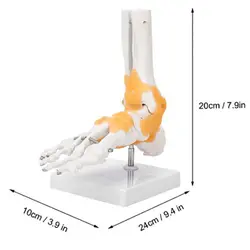 بازی آموزشی مدل مولاژ پای انسان با نمایش لیگامان