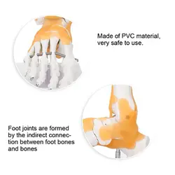 بازی آموزشی مدل مولاژ پای انسان با نمایش لیگامان