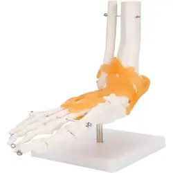 بازی آموزشی مدل مولاژ پای انسان با نمایش لیگامان