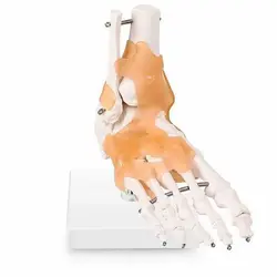 بازی آموزشی مدل مولاژ پای انسان با نمایش لیگامان