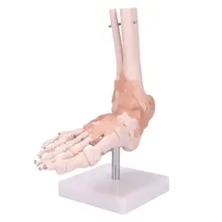 بازی آموزشی مدل مولاژ پای انسان با نمایش لیگامان