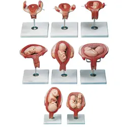 بازی آموزشی مولاژ آناتومی بدن انسان مدل مراحل بارداری