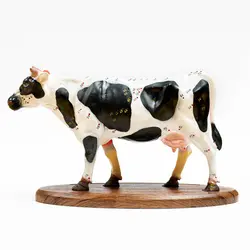 بازی آموزشی مدل مولاژ آناتومی گاو کد A022-Wooden