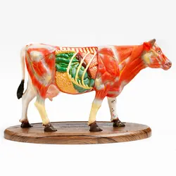 بازی آموزشی مدل مولاژ آناتومی گاو کد A022-Wooden