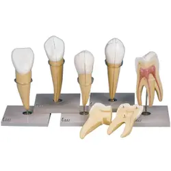 بازی آموزشی مدل مولاژ دندان