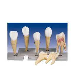 بازی آموزشی مدل مولاژ دندان